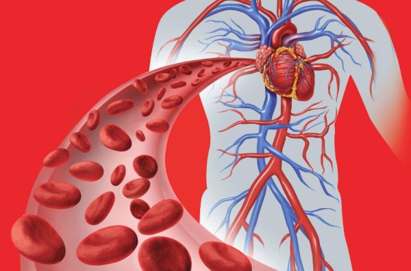 Циркуляция крови