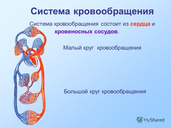 Система кровообращения