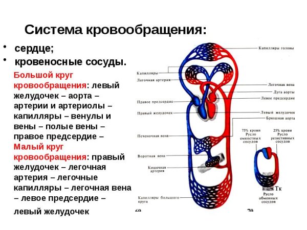 Система кровообращения человека схема 8 класс