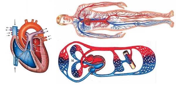 Кровеносные сосуды круги кровообращения