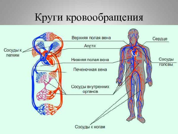 Схема кругов кровообращения у человека 8 класс биология