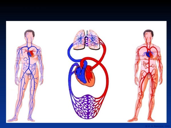 Малый круг кровообращения плода схема