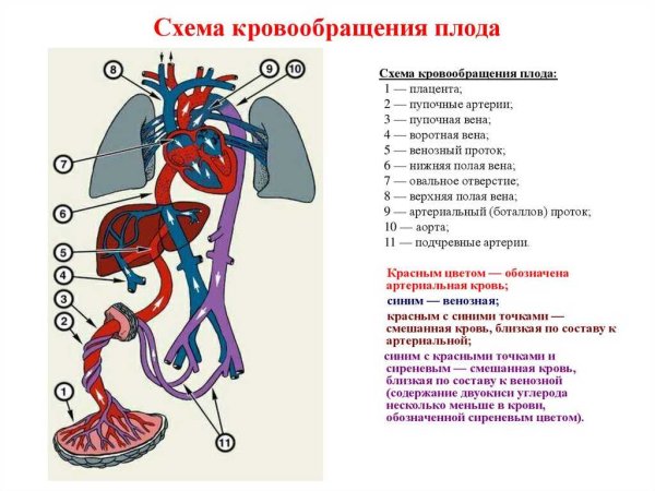 Система кровообращения человека схема