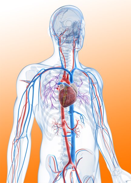 Сосуды малого круга кровообращения человека схема