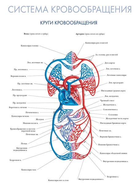 Схема кровотока в организме человека