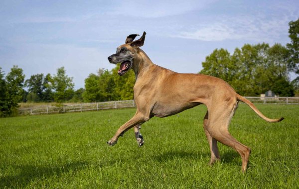 Great Dane собака