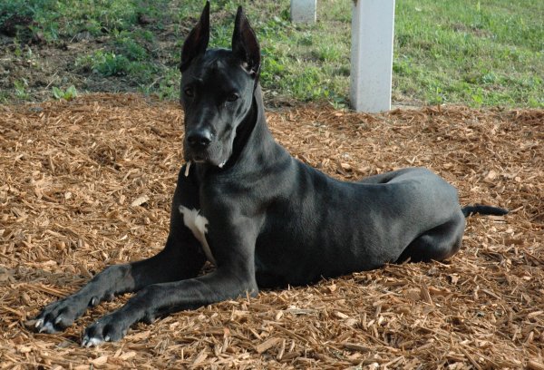 Немецкий дог / great Dane (235) г