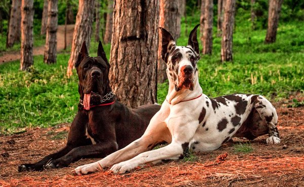 Королевский дог мраморный