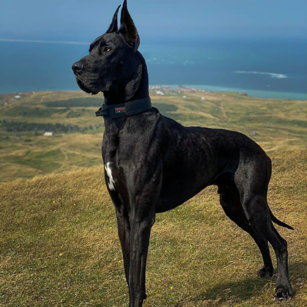 Blue great Dane порода
