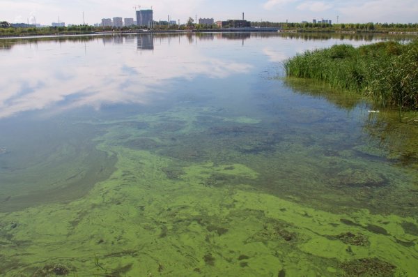 Экология водоемов