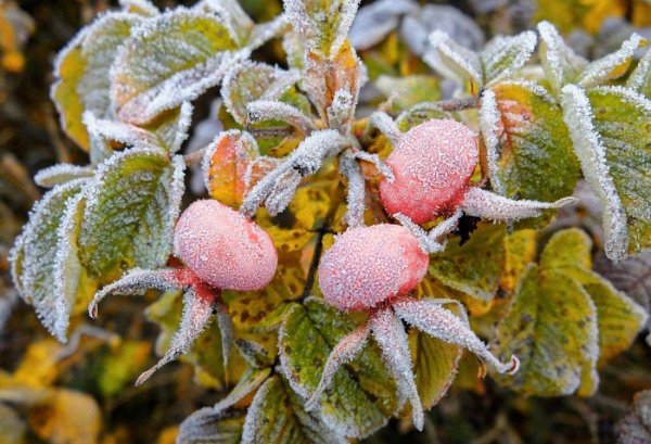 Заморозки апрель Сибирь