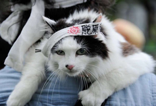 Японские котята