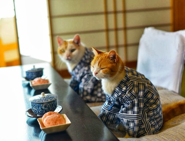 Котики пьют чай