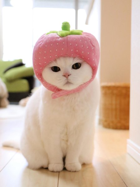 Милые котики