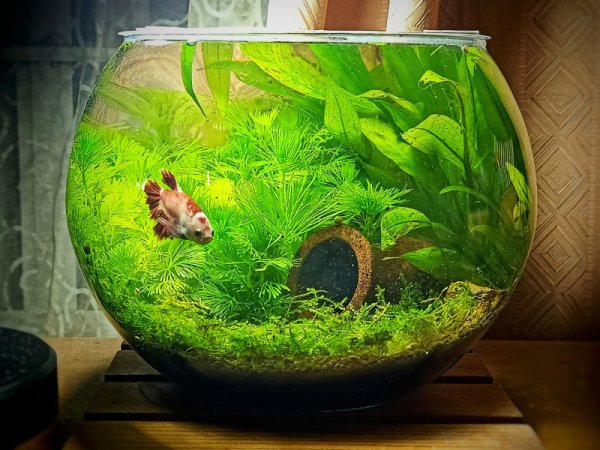 BIORB Classic 30