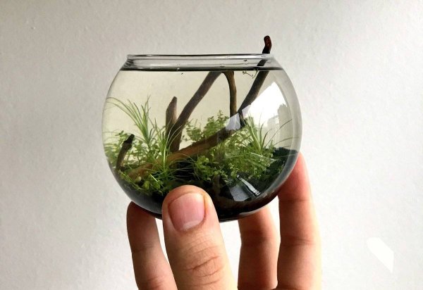 Betta Fish Tank