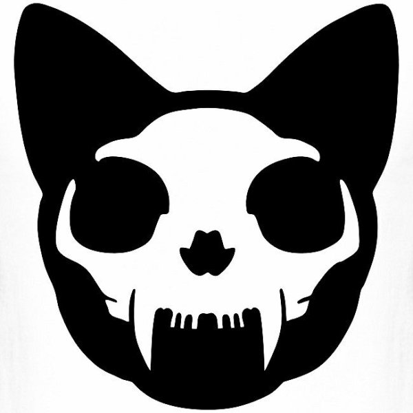 Череп кошки