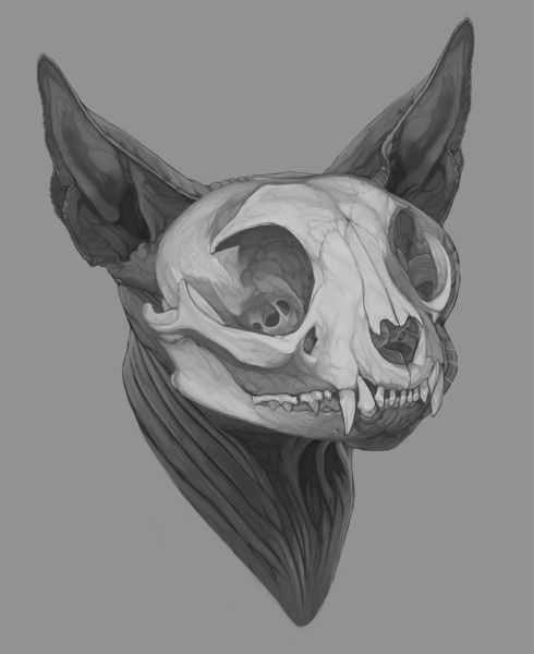 Череп кошки