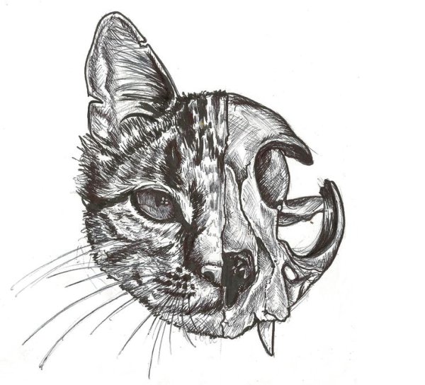 Череп кота рисовать
