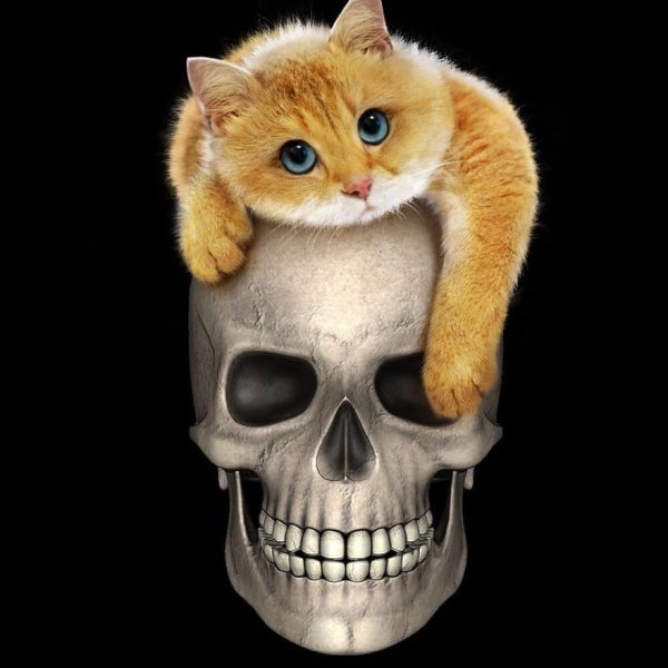 Мультяшный кошачий череп