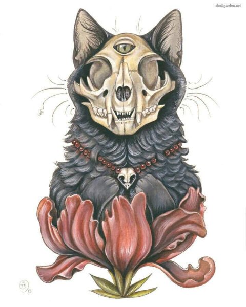 Череп кота