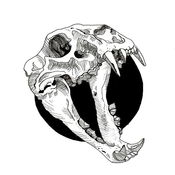 Череп кошки
