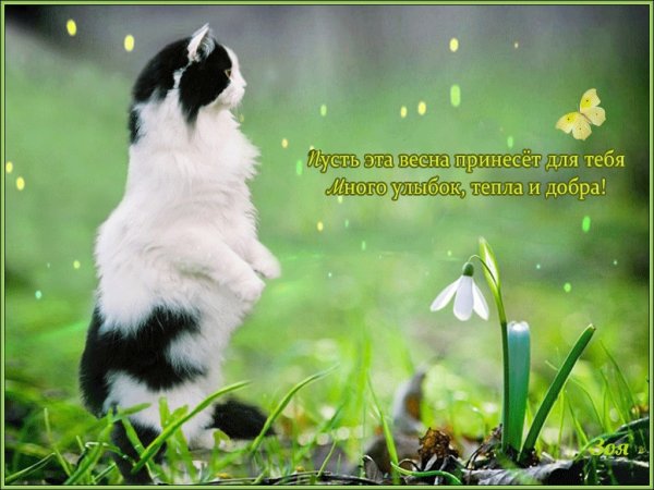 Чёрная кошка в доме приметы