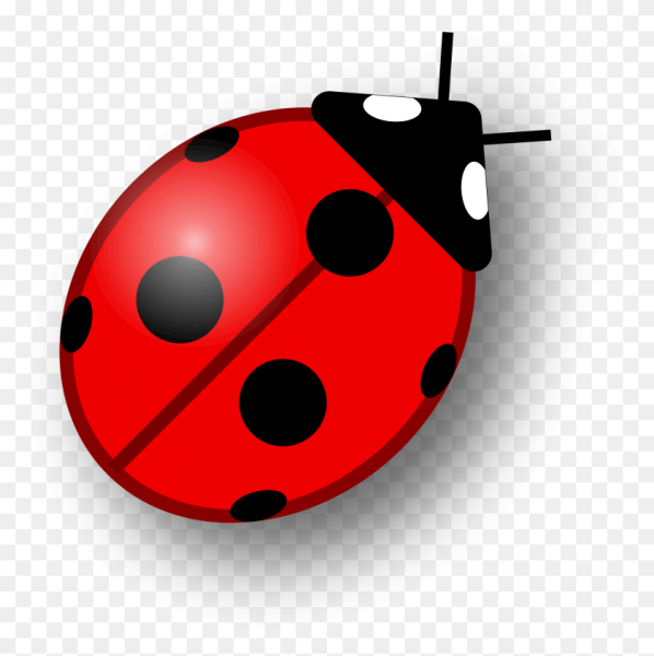 Ladybug Божья коровка