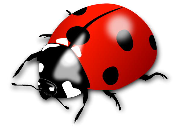 Ladybug Божья коровка