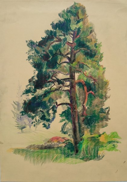 Сосна narisovat