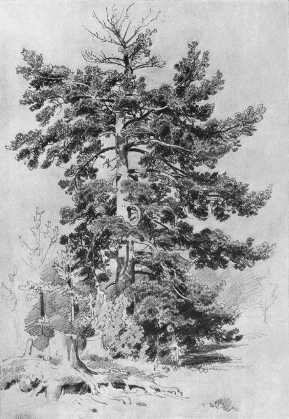 Шишкин сосна 1889