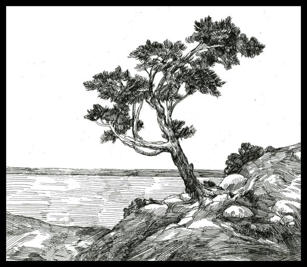 Сосна Крымская Графика