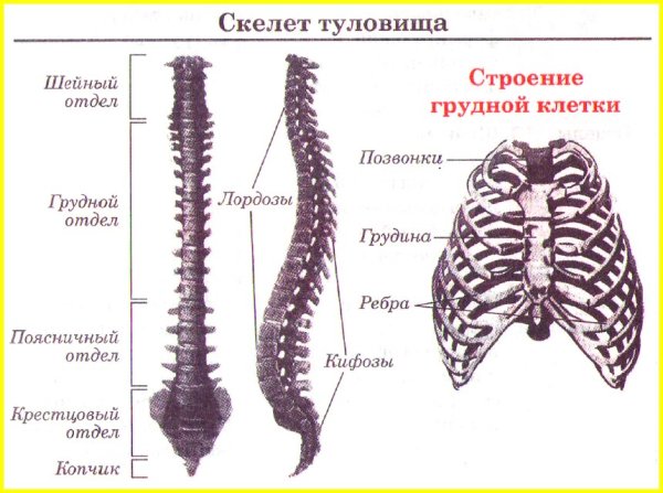 Строение скелета туловища человека анатомия