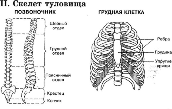 Строение скелета туловища