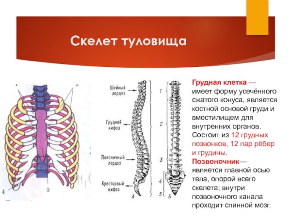 Скелет туловища позвоночник и грудная клетка