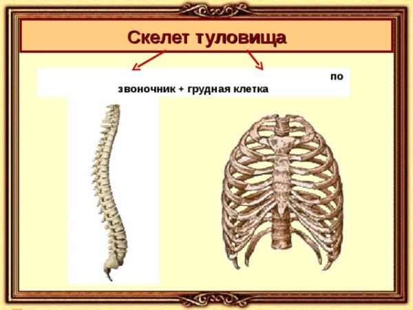 Скелет туловища грудная клетка