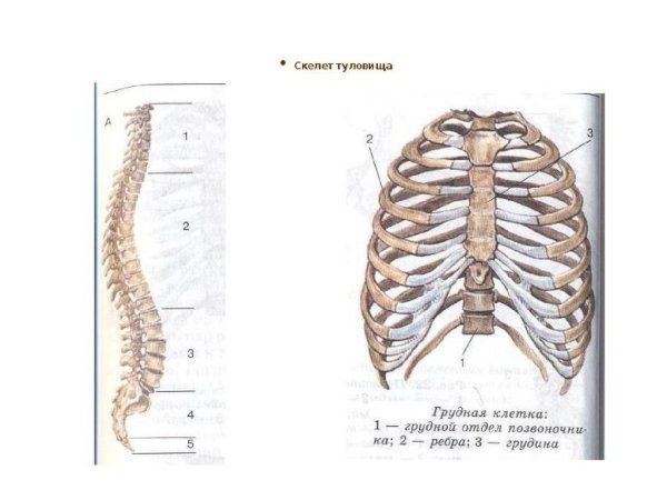 Скелет туловища.позвонки.грудная клетка