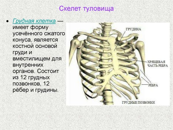 Строение костей скелета туловища