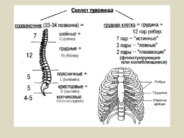 Строение скелета туловища