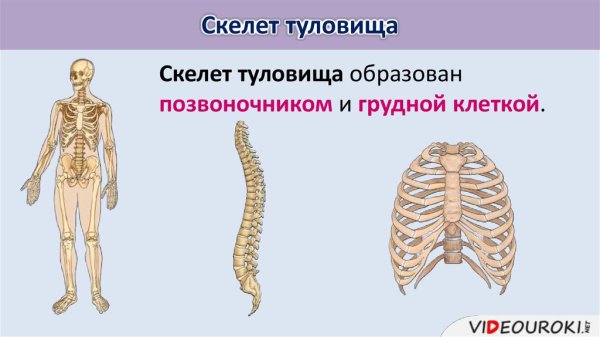 Скелет туловища и верхних конечностей