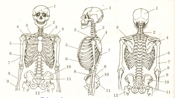 Кости скелета туловища анатомия
