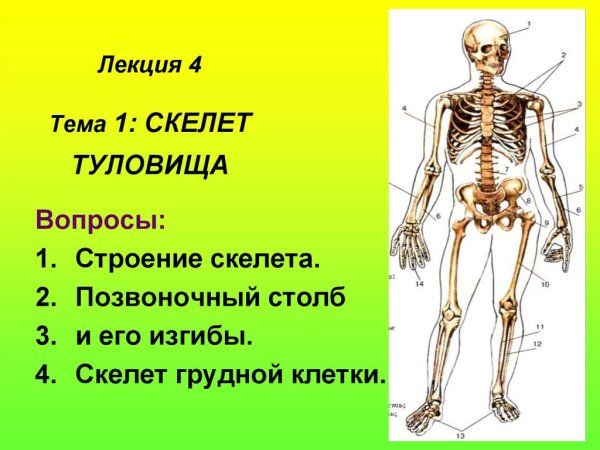 Строение скелета туловища человека