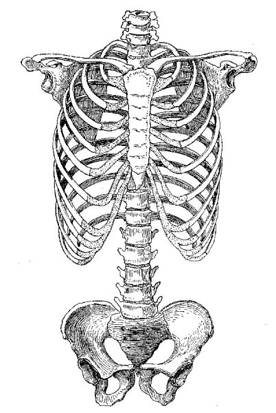 Скелет туловища человека анатомия