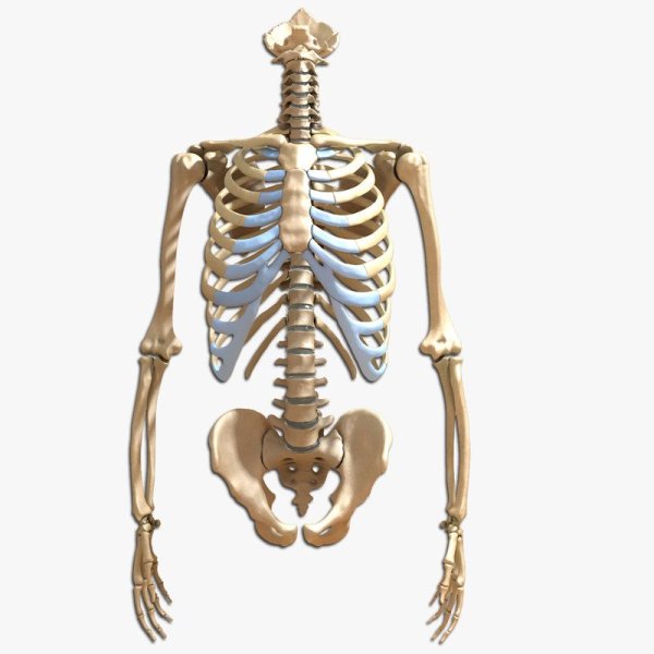 Скелет человека скелет туловища