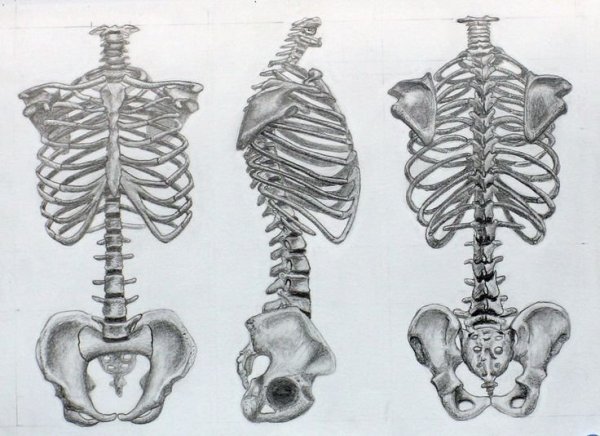 Баммес анатомия скелет грудная клетка и таз