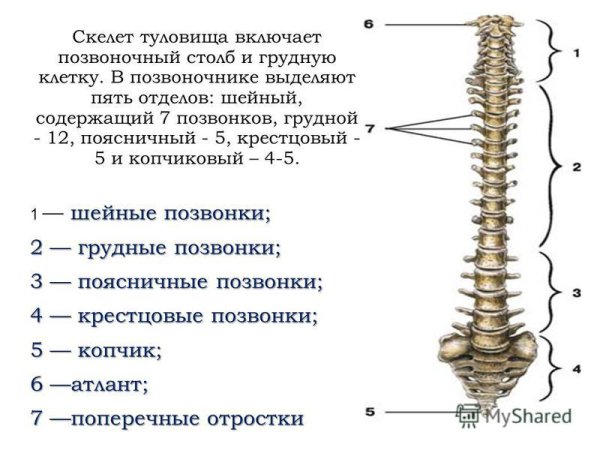 Особенности строения скелета туловища