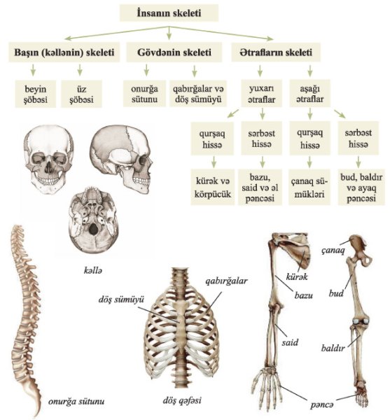 Скелет человека 8 класс биология скелет туловища