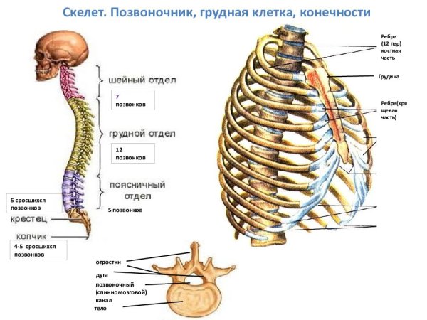 Позвоночник и рёбра строение анатомия