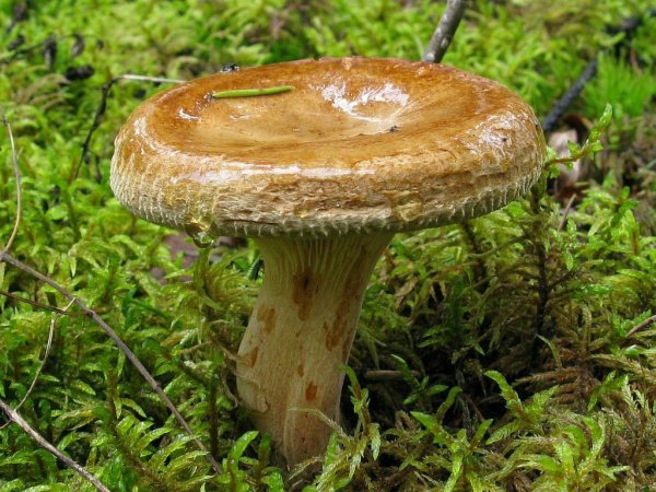 Свинушка тонкая Paxillus involutus