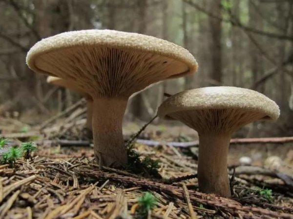 Paxillus involutus